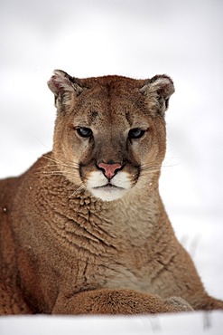 Cougar (Felis concolor), adult, lying, portrait, snow, winter, Montana, USA