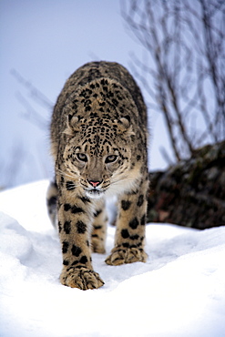 Snow Leopard, Uncia uncia, Asia, adult, walking, walk, snow, winter, vertical, leopard, leopards, cat, cats, predator, predators, carnivore, carnivores, beast of prey, beasts of prey, mammal, mammals, animal, animals, wild, wildlife, outdoor, outdoors, ou