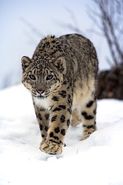 Snow leopard (Uncia uncia), adult, walking, snow, winter, Asia