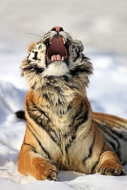 Siberian Tiger (Panthera tigris altaica), threatening gesture, snow, winter, Asia