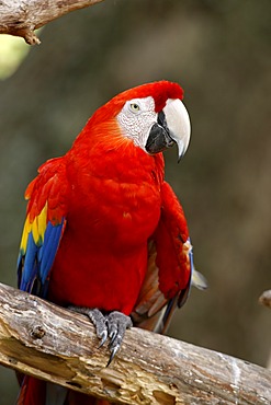 Scarlet Macaw (Ara macao), adult, perched, South America