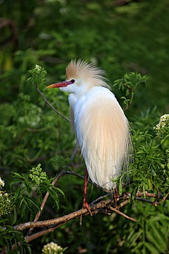 Cattle egret (Bubulcus ibis), adult on tree, Florida, USA