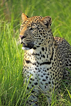 Leopard (Panthera pardus), portrait, Sabi Sabi Game Reserve, Kruger National Park, South Africa, Africa