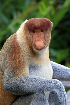 Proboscis Monkey or Long-nosed monkey (Nasalis larvatus), male, Labuk Bay, Sabah, Borneo, Malaysia, Asia