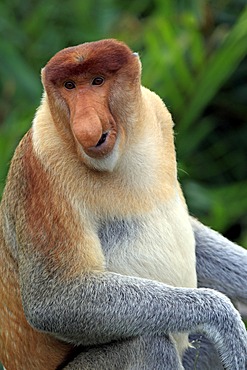 Proboscis Monkey or Long-nosed monkey (Nasalis larvatus), male, Labuk Bay, Sabah, Borneo, Malaysia, Asia