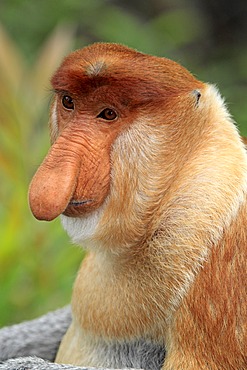 Proboscis Monkey or Long-nosed monkey (Nasalis larvatus), male, portrait, Labuk Bay, Sabah, Borneo, Malaysia, Asia