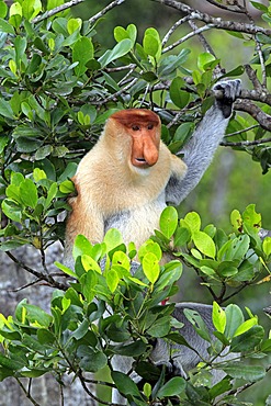 Proboscis Monkey or Long-nosed monkey (Nasalis larvatus), male, on tree, Labuk Bay, Sabah, Borneo, Malaysia, Asia