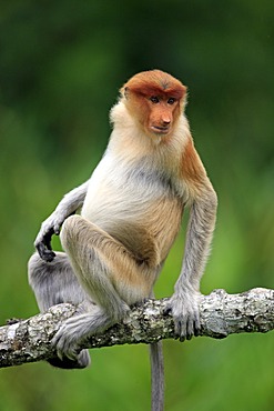 Proboscis Monkey or Long-nosed monkey (Nasalis larvatus), male, on tree, Labuk Bay, Sabah, Borneo, Malaysia, Asia