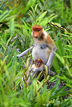 Proboscis Monkey or Long-nosed monkey (Nasalis larvatus), mother with young, Labuk Bay, Sabah, Borneo, Malaysia, Asia