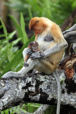 Proboscis Monkey or Long-nosed monkey (Nasalis larvatus), mother with young, Labuk Bay, Sabah, Borneo, Malaysia, Asia