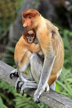 Proboscis Monkey or Long-nosed monkey (Nasalis larvatus), mother with young, Labuk Bay, Sabah, Borneo, Malaysia, Asia