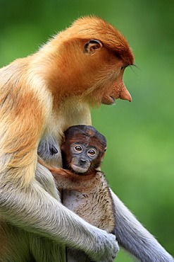 Proboscis Monkey or Long-nosed monkey (Nasalis larvatus), mother with young, Labuk Bay, Sabah, Borneo, Malaysia, Asia