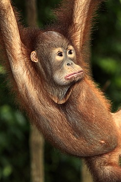 Orangutan (Pongo pygmaeus), young, portrait, Singapore, Asia