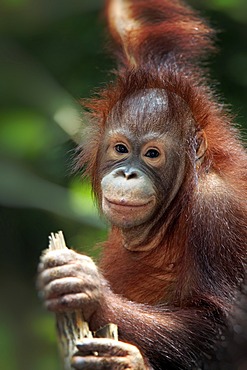 Orangutan (Pongo pygmaeus), young, portrait, Singapore, Asia