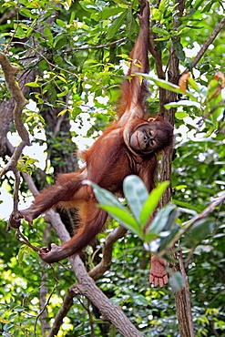 Orangutan (Pongo pygmaeus), half-grown young climbing tree, Sabah, Borneo, Malaysia, Asia