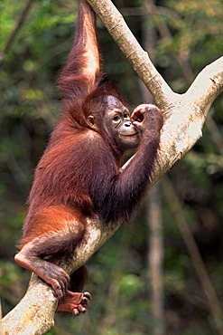 Orangutan (Pongo pygmaeus), half-grown young climbing tree, Sabah, Borneo, Malaysia, Asia