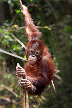 Orangutan (Pongo pygmaeus), half-grown young climbing tree, Sabah, Borneo, Malaysia, Asia