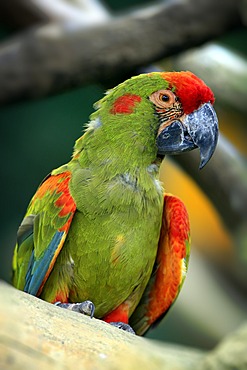 Red-fronted Macaw (Ara rubrogenys), Singapore, Asia