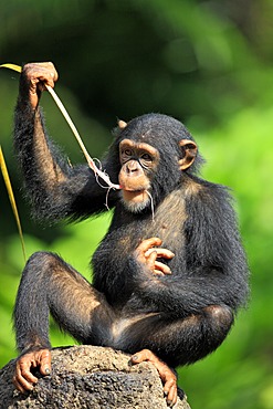 Chimpanzee (Pan troglodytes troglodytes), young, feeding, Singapore, Asia