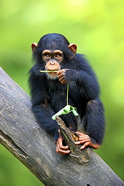 Chimpanzee (Pan troglodytes troglodytes), young, feeding, Singapore, Asia