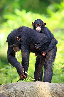 Chimpanzee (Pan troglodytes troglodytes), adult female with young, Singapore, Asia