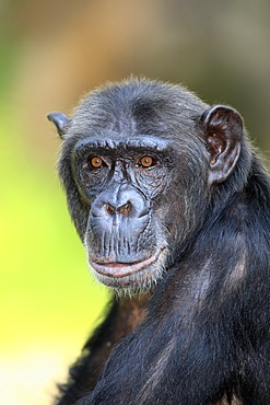 Chimpanzee (Pan troglodytes troglodytes), adult, Singapore, Asia