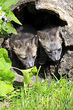 Gray foxes (Urocyon cinereoargenteus), two kits, nine weeks old, looking out of a tree trunk, Montana, USA, North America