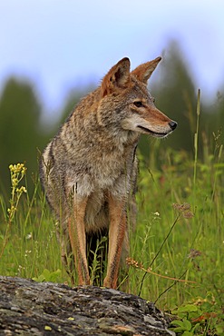 Coyote (Canis latrans), adult, Montana, USA, North America