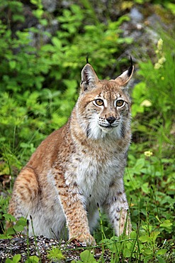 Eurasian Lynx (Lynx lynx), female, adult, Montana, USA, North America