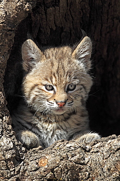 Bobcat (Lynx rufus), kitten, eight weeks, portrait, den, tree trunk, Montana, USA, North America