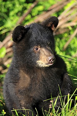 American Black Bear (Ursus americanus), cub, six months, portrait, Montana, USA, North America