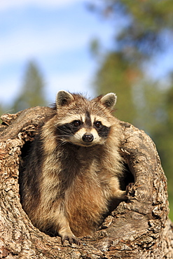 Raccoon (Procyon lotor), female, adult, at the den, tree trunk, Montana, USA, North America