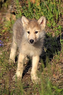 Gray Wolf (Canis lupus), pup, eight weeks, Montana, USA, North America