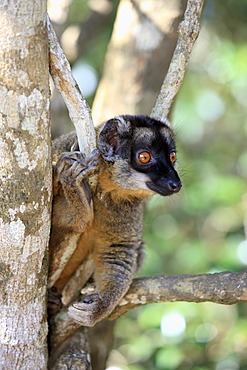 Brown Lemur (Eulemur fulvus), Andasibe Reserve, Perinet Reserve, Madagascar, Africa