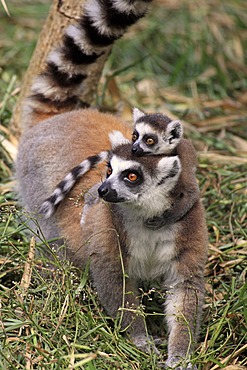 Ring-tailed Lemur (Lemur catta), mother with young, Berenty Reserve, Madagascar, Africa