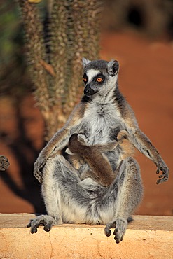 Ring-tailed Lemur (Lemur catta), mother with young, sunbathing, Berenty Reserve, Madagascar, Africa