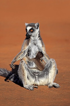 Ring-tailed Lemur (Lemur catta), mother with young, sunbathing, Berenty Reserve, Madagascar, Africa