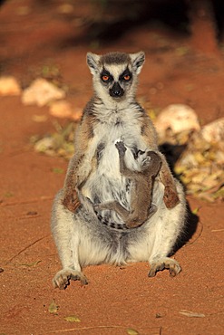 Ring-tailed Lemur (Lemur catta), mother with young, sunbathing, Berenty Reserve, Madagascar, Africa