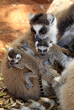 Ring-tailed Lemur (Lemur catta), mother with offspring, Berenty Reserve, Madagascar, Africa