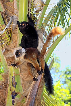 Black Lemur (Eulemur macaco), pair, Nosy Komba, Madagascar, Africa