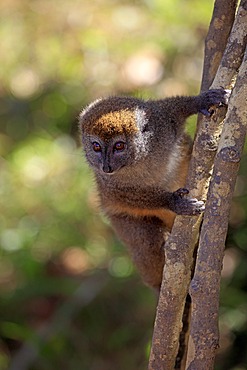 Eastern Lesser Bamboo Lemur (Hapalemur griseus), adult in a tree, Madagascar, Africa