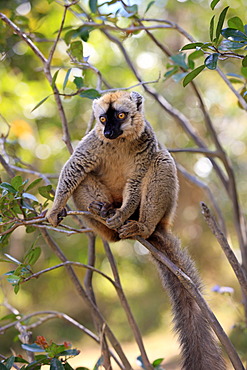 Red-fronted Lemur (Lemur fulvus rufus), adult in a tree, Berenty Reserve, Madagascar, Africa