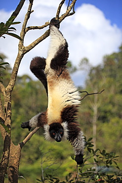 Black-and-white Ruffed Lemur (Varecia variegata), adult in a tree, foraging, Madagascar, Africa