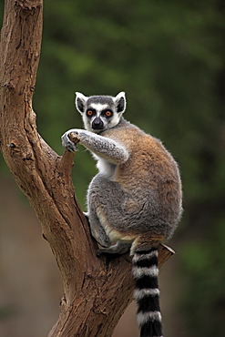 Ring-tailed Lemur (Lemur catta), adult in a tree, Madagascar, Africa