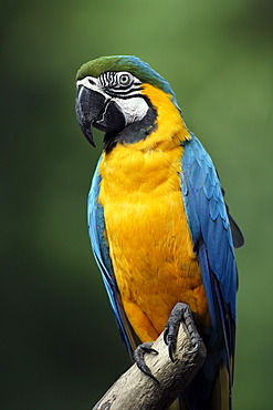 Blue-and-Yellow Macaw or Blue-and-Gold Macaw (Ara ararauna), adult, South America