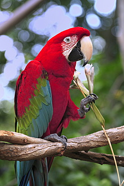 Green Macaw (Ara chloroptera), adult, perched on the branch of a tree, eating, in captivity, Florida, USA