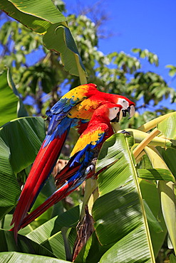 Scarlet Macaw (Ara macao), adult pair on banana tree, Roatan, Honduras, Caribbean, Central America, Latin America