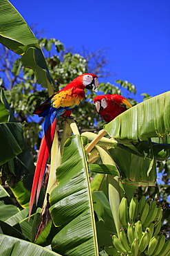 Scarlet Macaw (Ara macao), adult pair on a banana tree, Roatan, Honduras, Caribbean, Central America, Latin America