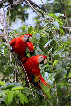 Scarlet Macaw (Ara macao), adult pair on a tree, Roatan, Honduras, Caribbean, Central America, Latin America