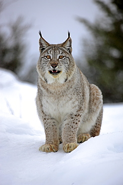 Lynx (Felis lynx), adult, searching for food in the snow, Montana, USA